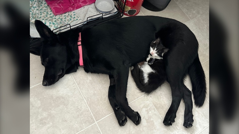 Phoenix and Snickers snuggle together in an undated photo. Phoenix was recently observed nursing Snickers. (Patricia Tschanen)