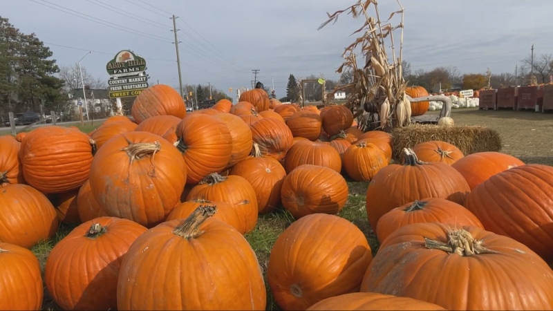 Pumpkins for sale at Abby Hill Farms in Ottawa. (Peter Szperling/CTV News Ottawa)