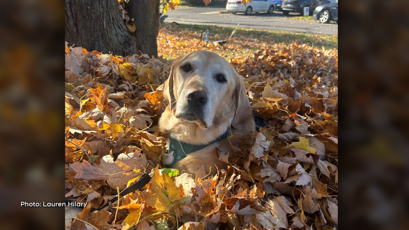 Henry playing in the leaves. (Lauren Hilary/CTV Viewer)