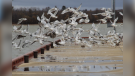 Hecla Island Marina Seagulls. Photo by Elaine Glendinning.