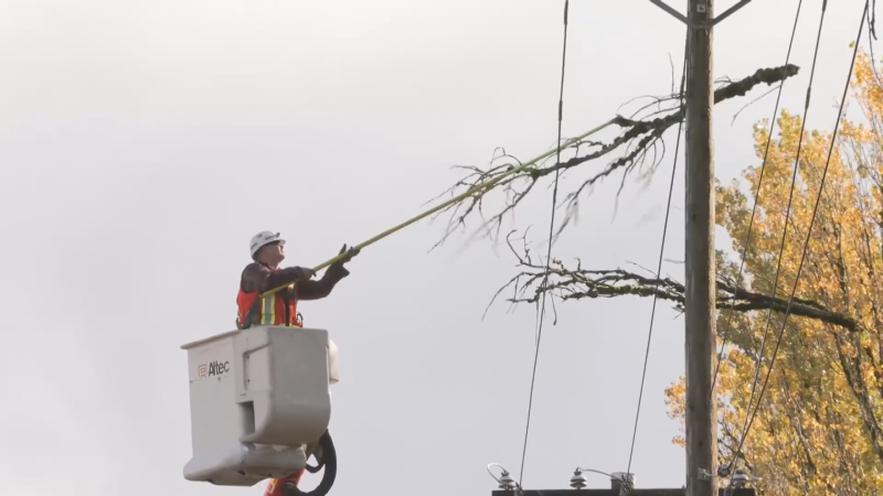 A BC Hydro worker removes tree branches from a power line on Monday, Nov. 4, 2024. (CTV News)