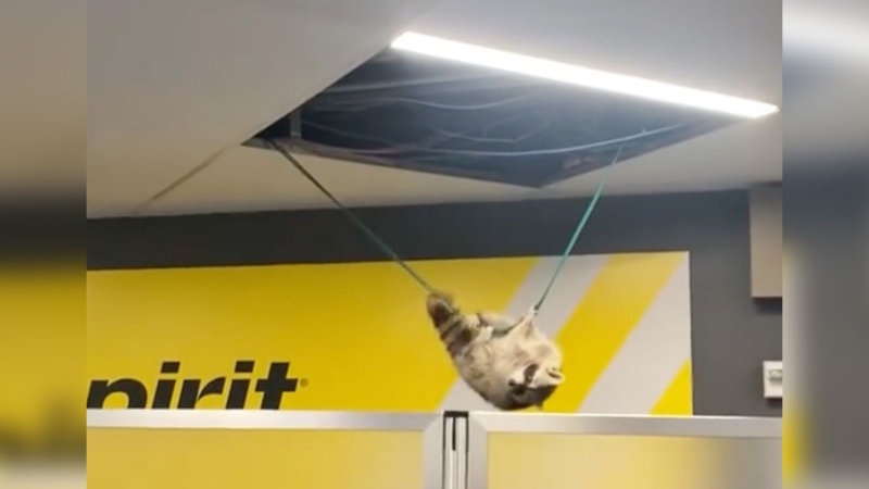 A daring raccoon spotted swinging at New York's LaGuardia airport. (@outsideiswithinit via CNN Newsource)