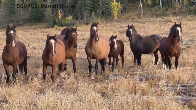 Wild horses