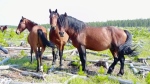 What to do about Alberta's wild horse numbers