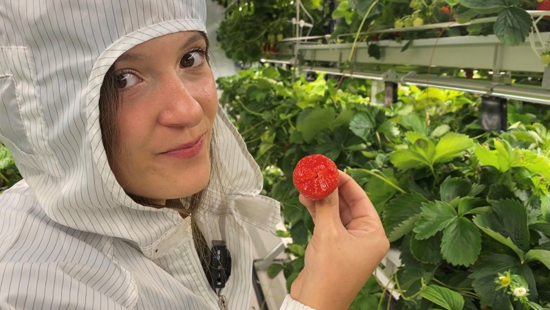 Montrealer Ophelia Sarakinis grows strawberries indoors under the name GUSH Farm. (CTV)