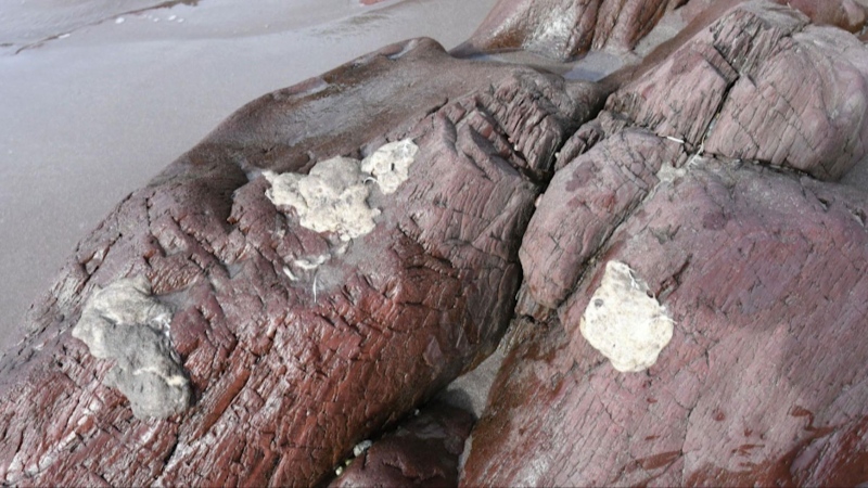 CTV National News: The mystery of ‘beach blobs’