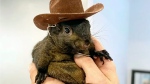 This undated image provided by Mark Longo shows his pet squirrel Peanut that was seized by officers from the state Department of Environmental Conservation, at Longo's home in rural Pine City, N.Y., Oct. 30, 2024. (Courtesy Mark Longo via AP, File)