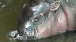 Two-month-old baby hippo Moo Deng sleeps at the Khao Kheow Open Zoo in Chonburi province, Thailand, Sept. 19, 2024. (AP Photo/Sakchai Lalit, File)