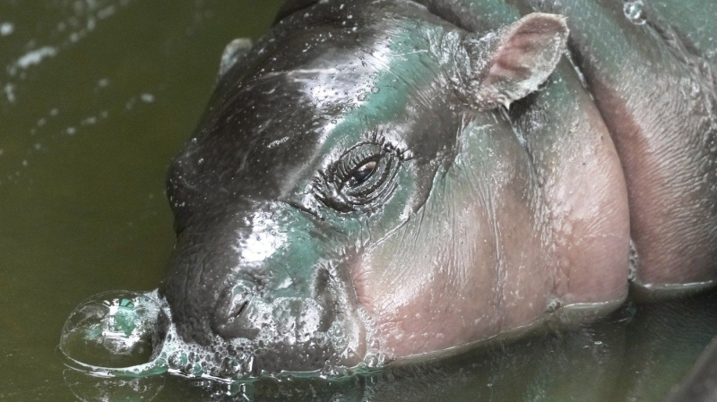 Two-month-old baby hippo Moo Deng sleeps at the Khao Kheow Open Zoo in Chonburi province, Thailand, Sept. 19, 2024. (AP Photo/Sakchai Lalit, File)