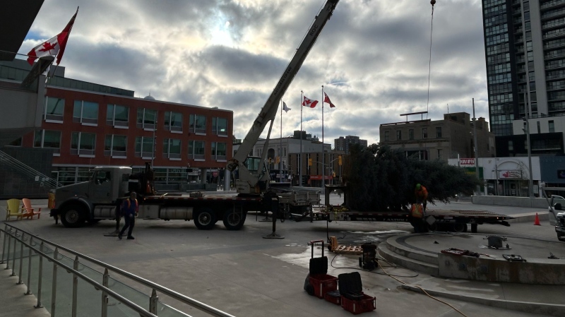 A photo of the new Christmas tree being set up, in Carl Zehr Square, Nov. 2024 (Sidra Jafri/CTV News)