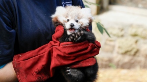 This photo provided by Royal Zoological Society of Scotland on Thursday, Nov. 14, 2024 shows red panda Roxie as zookeepers in Scotland have blamed pyrotechnics from annual Bonfire Night celebrations for the death of the baby red panda. (Royal Zoological Society of Scotland via AP)