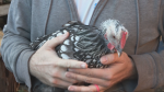 Thomas Dickau holds his family's chicken Silver Bright. (CTV News)