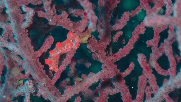 Scientists lost sight of Haplosyllis anthogorgicola, a species of bristle worm, for years until it was found living alongside — and photobombing — pygmy seahorses in coral colonies from Japan to Australia. (Chloé J.L. Fourreau / Proceedings of the Royal Society B via CNN Newsource)