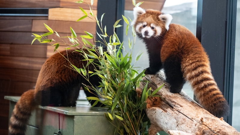 REDPANDAS