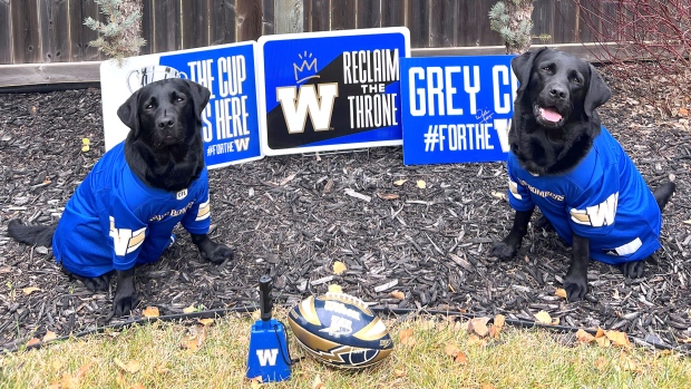 Lily and Remu cheering on our Winnipeg Blue Bombers. Photo by Renee Delorme.