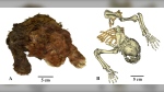 Shown here at left is the frozen Homotherium latidens specimen, the first known mummy of a sabre-toothed cat. On the right is a CT-scan of its skeleton. (courtesy Prof. Alexey V. Lopatin via CNN Newsource)