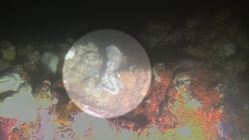 A giant Pacific octopus encounters intense currents during the bomb cyclone off the B.C. coast on Nov. 20, 2024. (Credit: Ocean Networks Canada) 