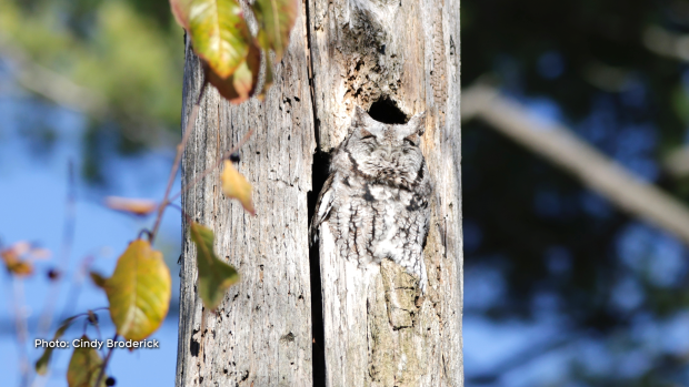 Camouflage Screech Owl – can you spot it? (Cindy Broderick/CTV Viewer)