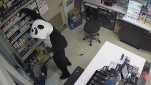 Search for 'panda bandit' in Colo.