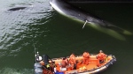 Coast Guard officials look at a dead Fin Whale estimated to be up to 60-feet-long, stuck to the bow of the cruise ship Galaxy docked at the waterfront in Vancouver, June 4, 1999. (Chuck Stoody / The Canadian Press)