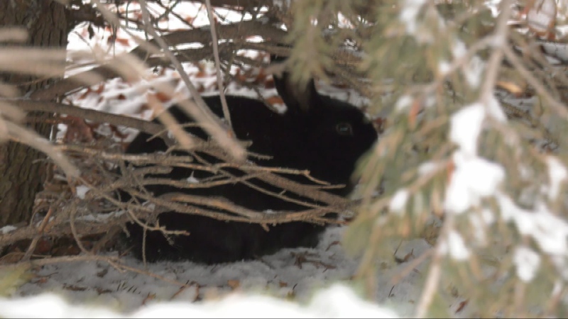 The city of Selkirk is being overrun by domesticated rabbits. (Alexandra Holyk/CTV News Winnipeg)