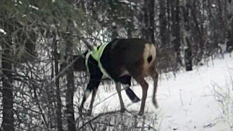 Deer spotted wearing high-vis jacket