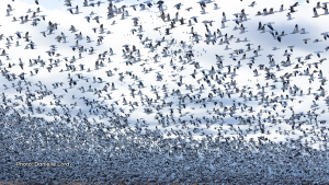 Migrating Snow Geese, North Dundas, ON. (Danielle Lord/CTV Viewer)
