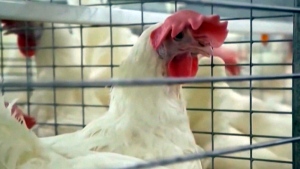 Update on Canada's first human bird flu case