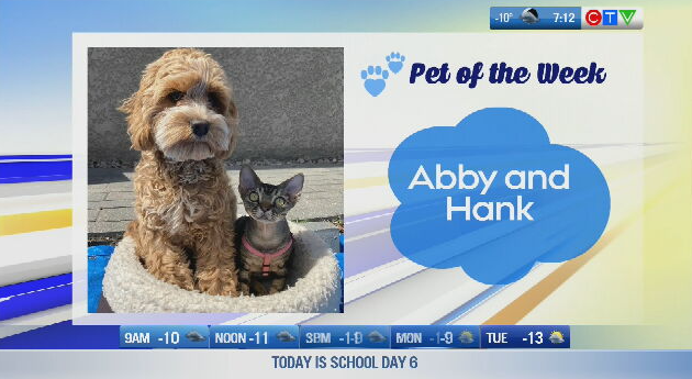 Pet of the Week: Furry best friends  