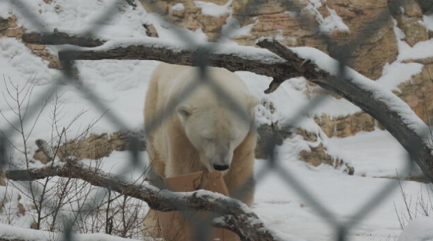 Age, a 29-year-old polar bear at Assiniboine Park Zoo.