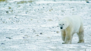 A man was severely injured Tuesday morning when he leaped onto a polar bear to protect his wife from being mauled in the Far North community of Fort Severn. (File)