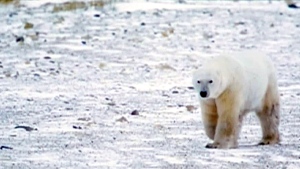 Man saves wife from polar bear attack