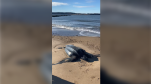 Mary Janet MacDonald found a leatherback sea turtle washed up on Port Hood Beach, N.S. (Source: Facebook/Mary Janet MacDonald)