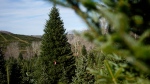 Make sure to look through your holiday decorations, as Christmas trees, wreaths, and other natural decor can have invasive insects, eggs, and plants that pose a threat to local ecosystems and the economy. (Erik Verduzco/AP Photo)