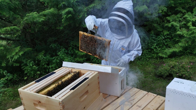 A beekeeper tends to her hives near Bowmanville, Ontario on Thursday July 10, 2021. THE CANADIAN PRESS/Doug Ives