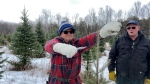 Pud Johnston (left) prunes a Christmas tree during the 72nd season of his Christmas tree farm on Dec. 8, 2024. (Jack Richardson/CTV News Ottawa)