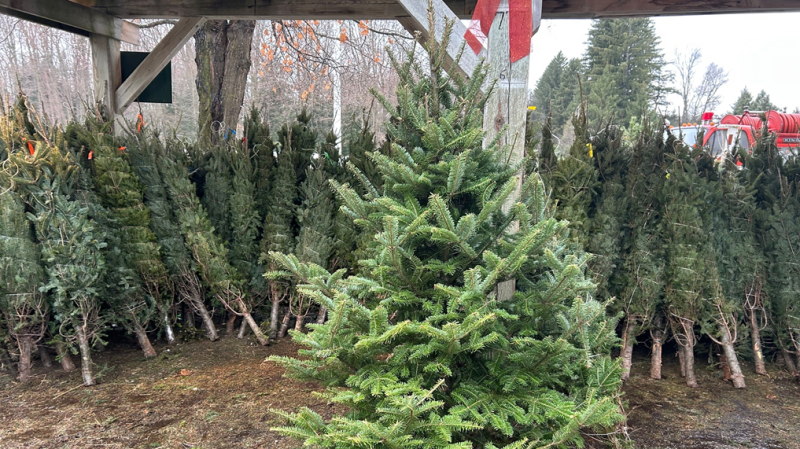 Christmas trees at a tree farm. (CTV News/Rob Cooper)