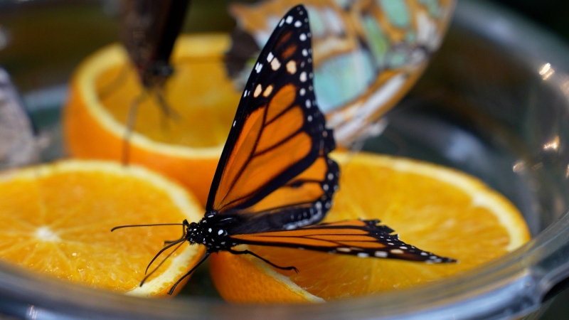 A tropical butterflies at the Canadian Museum of Nature’s Solarium in Ottawa. (Peter Szperling/CTV News Ottawa)