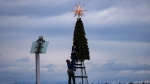 Workers install a Christmas tree outside the Vancouver Convention Centre, in Vancouver, B.C., Sunday, Nov. 10, 2024. THE CANADIAN PRESS/Darryl Dyck