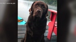 Roxy, a four-year-old chocolate Lab, was inside a Jeep Grand Cherokee when it was stolen from the Bloor Street West and The East Mall area in Etobicoke on Dec. 11, 2024. (Josh Miller)