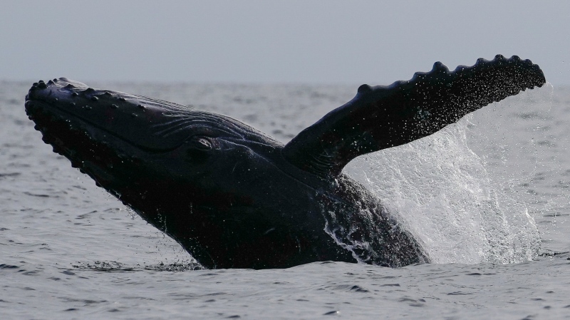 A humpback whale breaches off near Iguana island in Pedasi, Panama, Sunday, July 14, 2024. The whale-watching season has begun for the humpback whales to breed and have their babies. (AP Photo/Matias Delacroix)