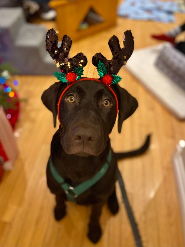 Kevin the Christmas reindeer (Erin Tite/CTV Viewer)
