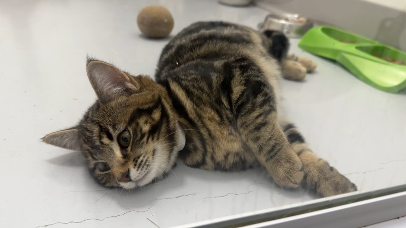 The Calgary Humane Society says it's looking for foster families and forever homes willing to look after a cat after the shelter brought in more than 100 from a Calgary resident this week.