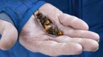 A Washington state Department of Agriculture worker holds two of the dozens of Asian giant hornets vacuumed from a tree Oct. 24, 2020, in Blaine, Wash. (Elaine Thompson/AP Photo)