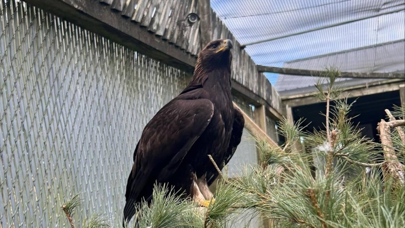 Hope for Wildlife is looking after a golden eagle. (Source: Facebook/Hope for Wildlife)