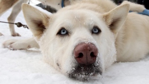 Toronto waives adoption fees for large dogs until Christmas Eve