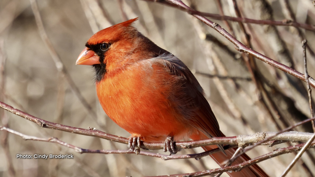 "A male Northern Cardinal. So beautiful with the bright red hues. Photo captured at Fletchers Wildlife Garden yesterday." (Cindy Broderick/CTV Viewer)