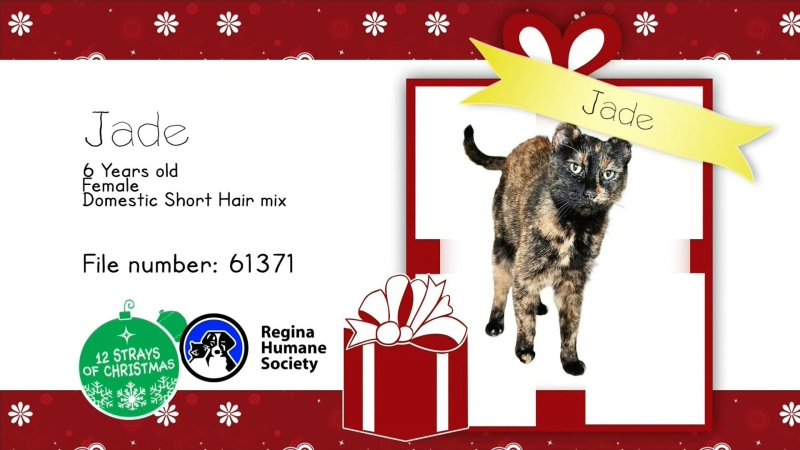 WATCH: Meet a cat named Jade who is looking for a forever home this holiday season.