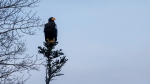 Part of Terra Nova National Park in Newfoundland will be open until Dec. 31 so the public can catch a glimpse of this Steller's sea eagle, captured in the park in a Dec. 16, 2024, handout photo. THE CANADIAN PRESS/HO-Sandra Moss