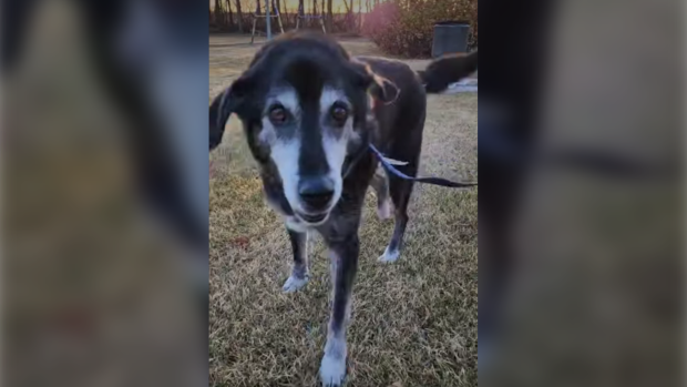 Workers at Mozart Sympawthy Animal Sanctuary were able to reunite 15-year-old Jax with his family, after he was lost during a cross-country journey. (Source: Mozart Sympawthy Animal Sanctuary)